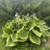 Hosta "August Beauty"