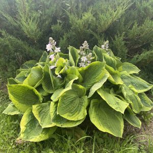 Hosta "August Beauty"