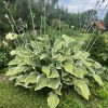 Hosta "Regal Splendor"