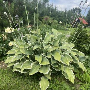 Hosta "Regal Splendor"