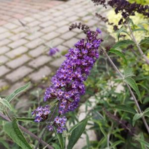 Buddleja "Nanho Blue"