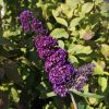 Buddleja "Black Knight"