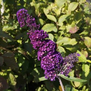Buddleja "Black Knight"