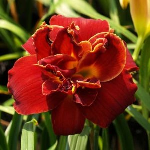 Dienlilija "Highland Lord"