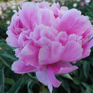 Peonija podā "Jacorma"