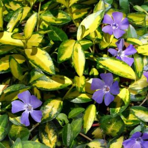Kapmirte "Variegata"