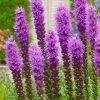 Liatres "Violeta" podiņā
