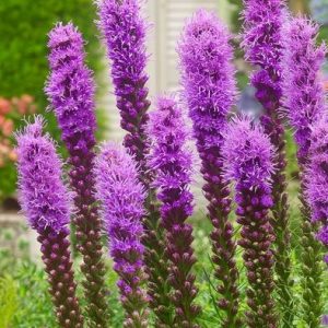 Liatres "Violeta" podiņā