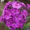 Floksis "Purple Kiss"