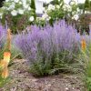 Perovskija "Russian Sage"