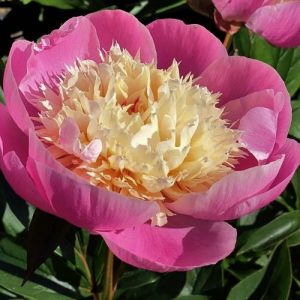 Peonija podā "Bowl of Beauty"