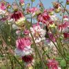 Aquilegia/Parastā Ozolīte “Pink Petticoat”