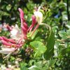 Lonicera Caprifolium/Saldā mīla