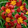 Dienlilija "Red Magic"